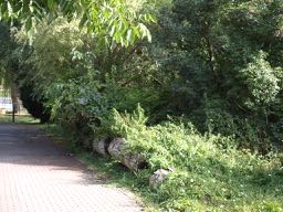 Die CDU spricht sich für die Einrichtung des Naturkindergartens auf dem Gelände des Traumgartens in der Form aus, dass das Gelände nicht durch Baumaßnahmen beeinträchtigt wird. Foto: CDU Bodenheim Die CDU spricht sich für die Einrichtung des Naturkindergartens auf dem Gelände des Traumgartens in der Form aus, dass das Gelände nicht durch Baumaßnahmen beeinträchtigt wird. Foto: CDU Bodenheim